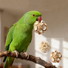 画像1: ペット用品 (1)